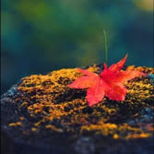 Meet your Posher, Randi